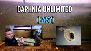 How I Raise Daphnia Water Fleas And You Can Too [upl. by Doownyl]