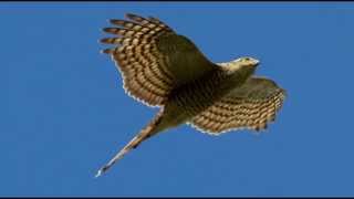 Sparrowhawk Bird Call Bird Song [upl. by Corbie]