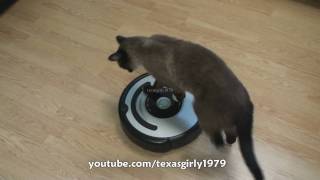 Cat shows HOW TO use iRobot Roomba Vacuum [upl. by Troy740]