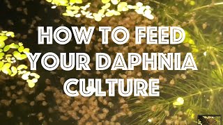 How To Feed Your Daphnia Culture [upl. by Goat]