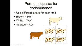 PPT Codominance Punnett Squares [upl. by Eniliuqcaj682]