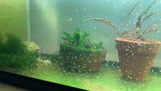 Daphnia Culturing Snails or no snails [upl. by Gabbi]