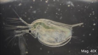 Daphnia magna under the Microscope [upl. by Hitoshi971]