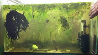 Scuds Daphnia Cherry Shrimp Copepods My aquatic food culture [upl. by Snider]