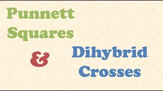 Punnett Squares and Dihybrid Crosses [upl. by Sivaj]