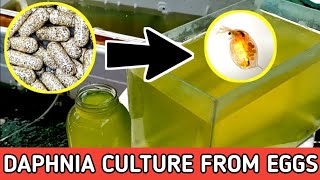 HOW TO HATCH DAPHNIA EGGS  HOW TO CULTURE DAPHNIA [upl. by Seraphina]