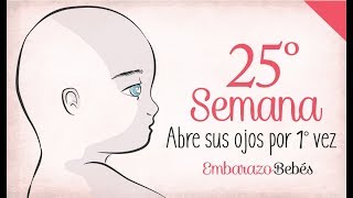 SEMANA 25 de Embarazo  6º Mes  Semana a semana [upl. by Damahom]