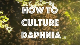 How To Culture Daphnia Magna [upl. by Lord]