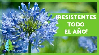 10 PLANTAS de EXTERIOR RESISTENTES al SOL y al FRÍO 🌼🌿 [upl. by Henarat]