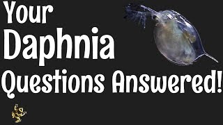 Daphnia Questions Answered [upl. by Ondrej322]