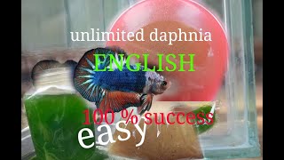 daphnia moina culture Easy way Unlimited production English  with sub Green water Chlorella [upl. by Yendirb368]