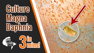 How to culture DAPHNIA MAGNA  The easy way [upl. by Pinzler]