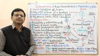 Diabetes Mellitus Part10 Mechanism of Action of Sulfonylurease  Antidiabetic Drugs  Diabetes [upl. by Blumenthal]