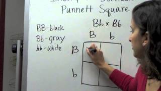 Incomplete Dominance Punnett Square [upl. by Baldridge609]