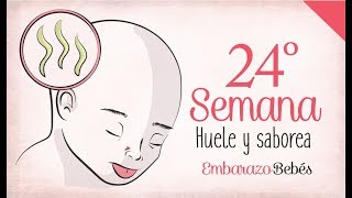 SEMANA 24 de Embarazo  6º Mes  Semana a semana [upl. by Irrep207]