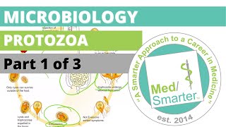 Protozoa  Microbiology  USMLE STEP 1  Part 1 of 3 [upl. by Norven]