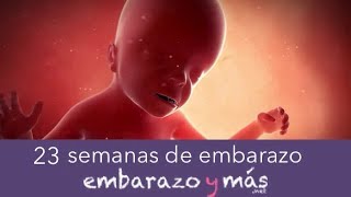 23 semanas de embarazo  Sexto mes  EMBARAZOYMAS [upl. by Etnahc]