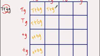 Dihybrid Punnett Square [upl. by Ecyoj]