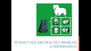 Punnett square practice problems codominance [upl. by Gunn370]