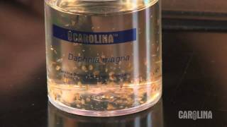 How to Care for Daphnia [upl. by Ennaillij]