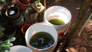 How to grow Green Water Algae [upl. by Chara863]