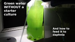 Green Water WITHOUT a Starter Culture  From Scratch  How To [upl. by Ahtekal]