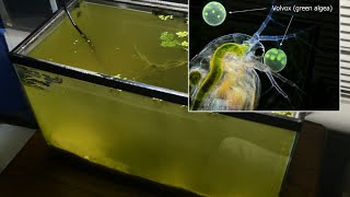 Raising Daphnia for the Freshwater Aquarium [upl. by Joe469]