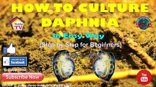 HOW TO CULTURE DAPHNIA In Easy Way [upl. by Eenel446]